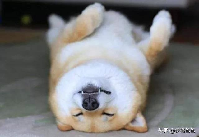 宠物狗种类:最受美国欢迎的宠物狗品种有哪些？