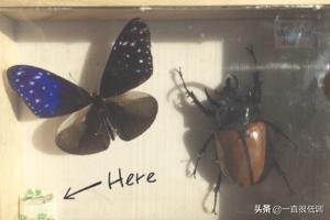 昆虫标本制作:鞘翅目昆虫标本如何制作？