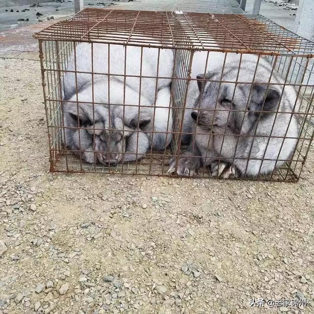 养狐狸赚钱吗,如何养殖？