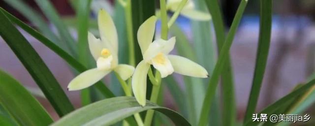 建兰花:室内建兰种下去两年了没来过花求解？