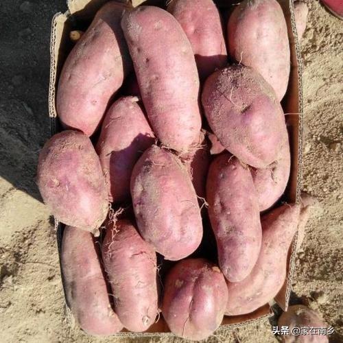 红薯怎样保存放的时间长，家里种了好多红薯，怎么储藏保鲜呢
