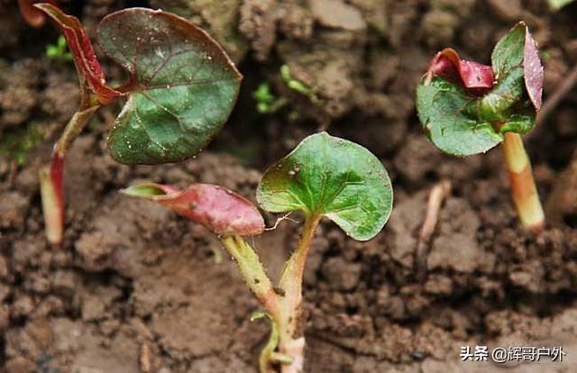 折耳根在桂林地区农村可以种植吗，需要注意哪些方面的问题？