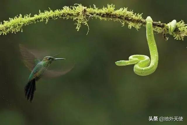 地球上还有未知的动物吗？
