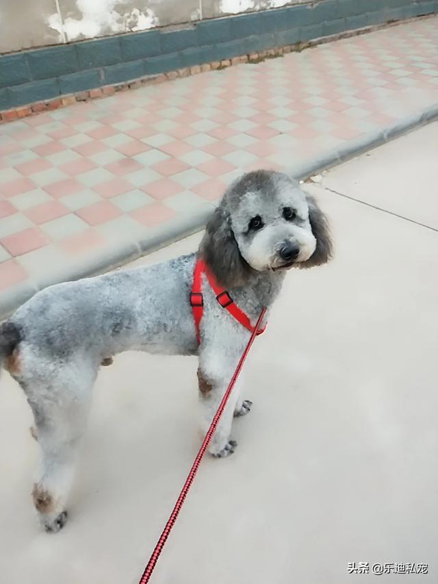 泰迪狗训练大小便:训练泰迪犬定点排泄，需要怎么做？