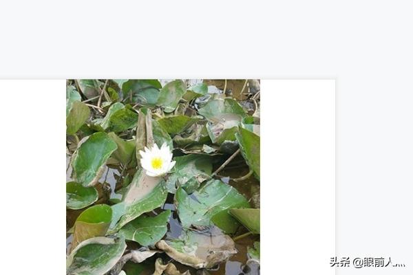 睡莲的养殖方法和注意事项花百科:睡莲怎么种？种植的方法？