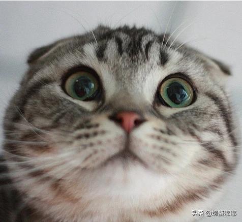 折耳猫遗传病发病率:折耳猫一定都有软骨病吗？