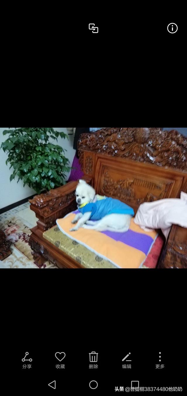 养狗之后，家里为什么会那么臭？插图23