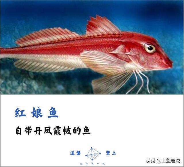 有哪几种比较好的食用海鱼推荐一下？:红色的海鱼 第25张