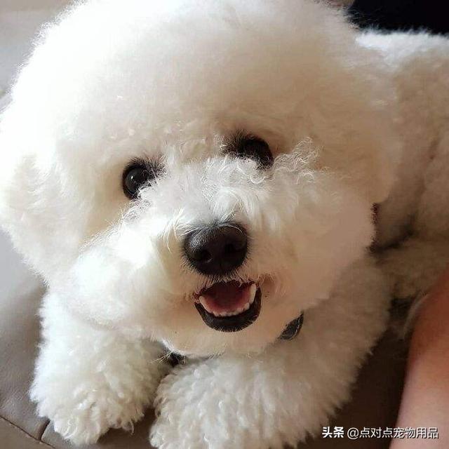 成年比熊犬好养吗:养比熊公狗，有什么坏处？