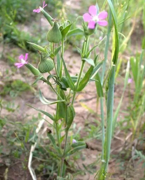 麦蓝菜是哪种蔬菜，农村麦田里常见的麦蓝菜有什么用处