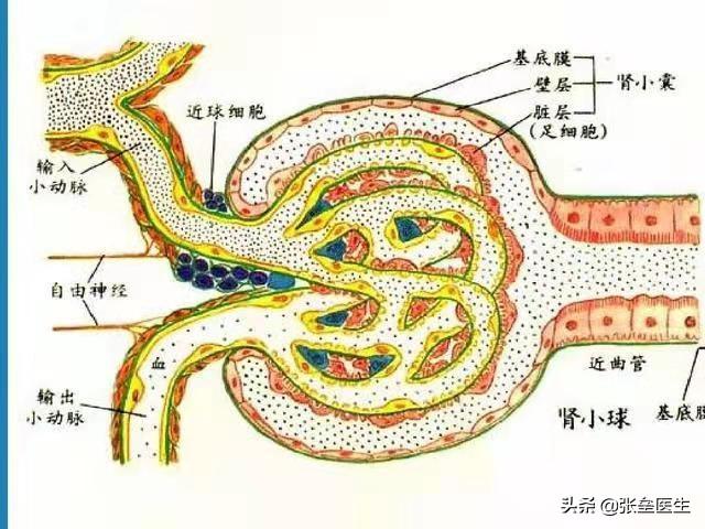 为啥一喝水就想尿尿，一喝水就有尿的人和喝水多没尿的人，哪个更健康？