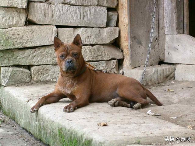 外国用猎犬打猎视频:脊背猎犬和巴尔干还有蓝斑这几种外国猎犬哪种嗅觉和猎性好点？ 猎犬打猎野猪视频