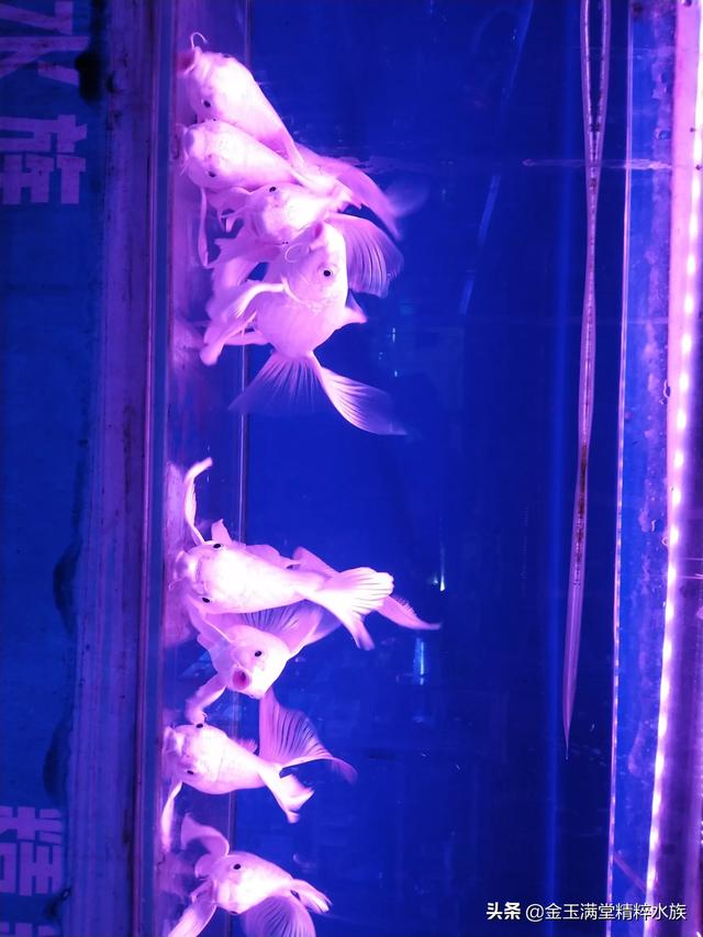 多彩鹦鹉设计素材:宝蓝迷你鹦鹉背景纸选什么颜色好？