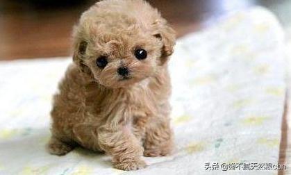 泰迪犬价格百度经验:泰迪犬的价格会受到什么因素的影响？