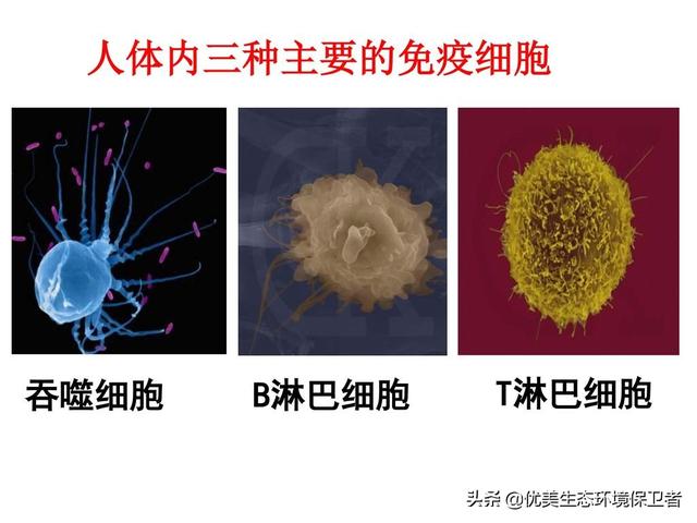 狂犬与蛮娇小说下载:菊头蝠自身带那么多病毒可为什么百毒不侵，是以毒攻毒吗？