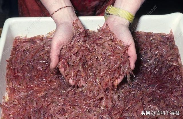 海豹集体午睡:海尔员工午睡被开除：如果不是普通员工还会是这样的结果吗