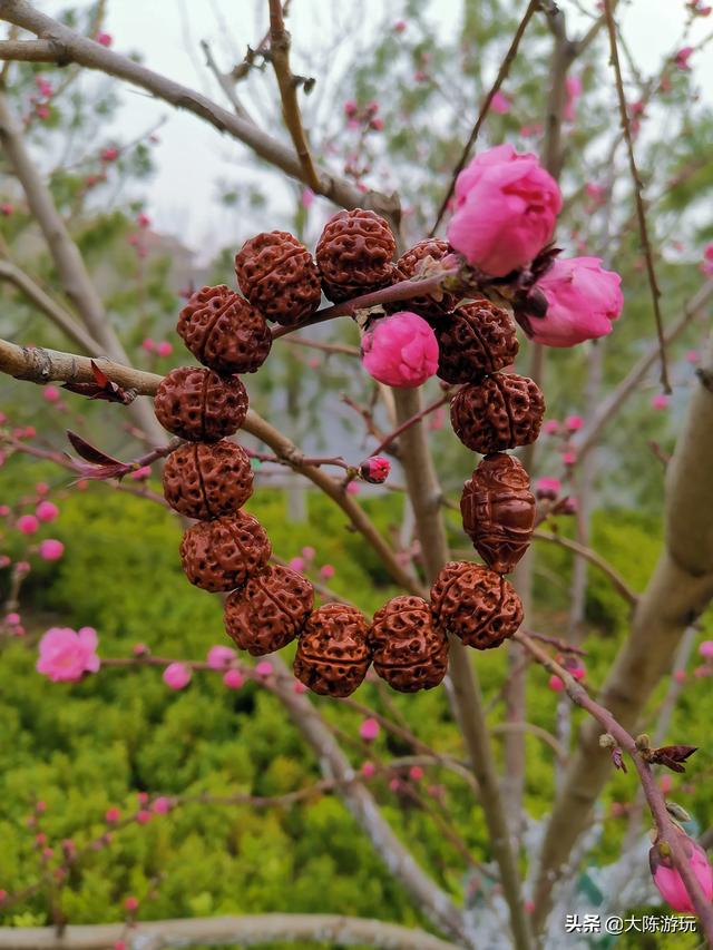 金刚菩提上什么油,小金刚菩提用什么样的油好呢？