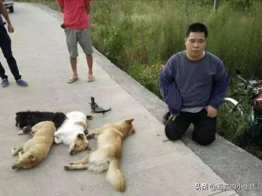 小小熊犬业:如何看待农村“偷狗人士”？