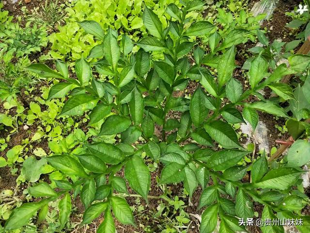 软腐病191:柑橘酸腐病严重影响贮藏品质，该如何防治？