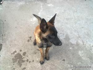比利时牧羊犬怎么喂养:比利时牧羊犬幼犬怎么喂 马犬成长几个月会进入尴尬期？要怎么喂养？