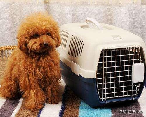 福州宠物托运手续:上飞机能带宠物吗，需要办什么手续？