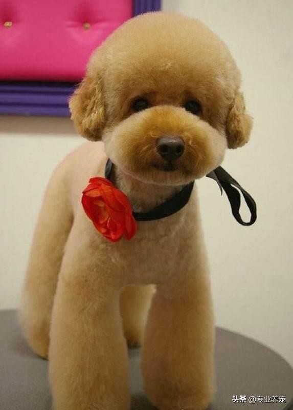 六个月的香槟色泰迪多少钱一只