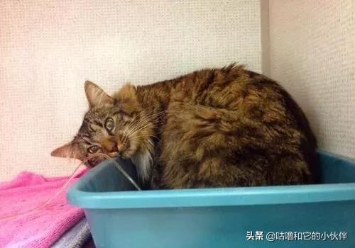 猫咪肾衰:三岁多的罗威纳犬得了肾衰能治好吗？