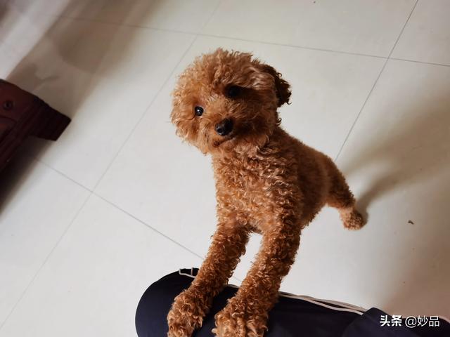 狗狗每晚都过来上我中宁小说网:哪些方面能体现狗狗对你很信任？
