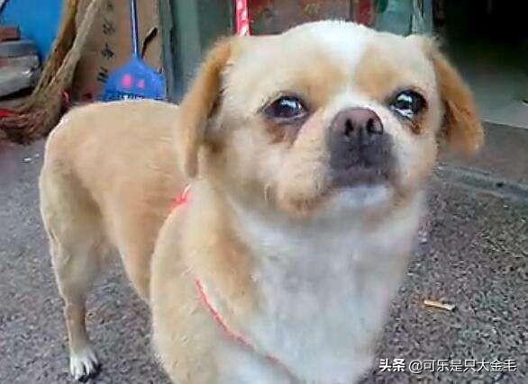 可爱宠物狗视频大全:哪些品种狗狗养起来比较难？