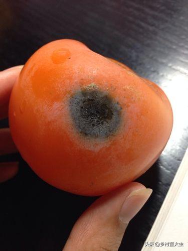 头条问答 - 为什么柿子上很多都有一个小黑点,怎么办?(8个回答)