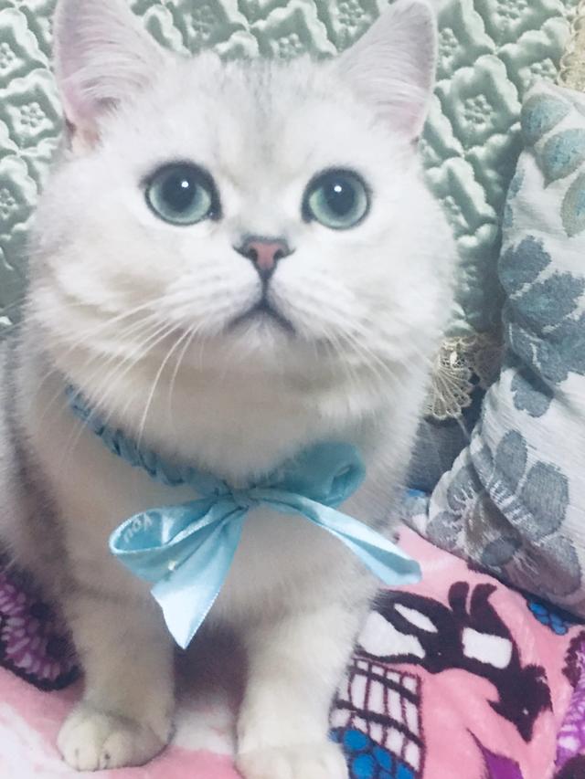 短尾猫能不能养:短毛猫要怎么养？因为我是第一次养猫，所以不是很清楚？