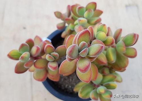 多肉植物种类作文:养多肉，哪些品种你最喜欢？