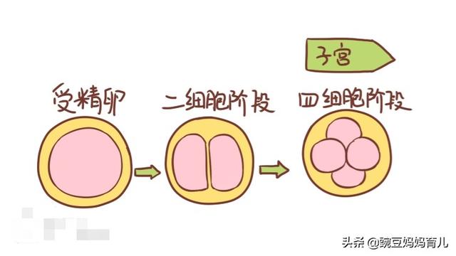 头条问答 备孕时 出现什么征兆 说明受精卵着床了 37个回答