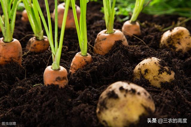 花叶芋根结线虫病:种植胡萝卜如何防治根结线虫？
