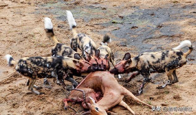 猎犬野狼实战:比特犬打的过非洲野犬吗？