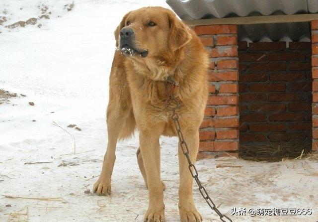 我家狐狸狗:把一只狗放到多远的地方，狗还会找到家？