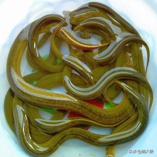 有毒鱼类有哪些:有毒的鱼却能吃的叫什么鱼 大家来说说哪些鱼有剧毒？钓友们好防备？