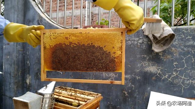 明园蜂蜜质量可靠吗，淘宝上的蜂蜜是真的吗能买吗