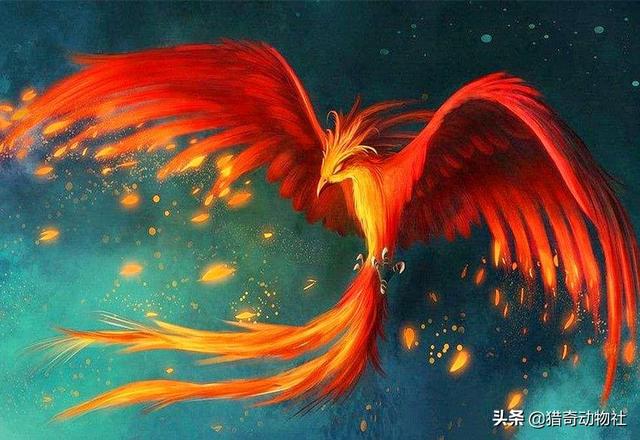 凤凰存在吗,凤凰的生物原型可能是什么？