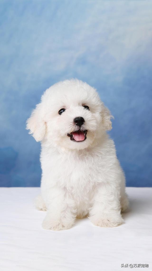 头条问答 狗狗昨天拉稀今天便秘 狗狗拉稀以后开始便秘怎么办呢 武汉皓如安钢施的回答 0赞