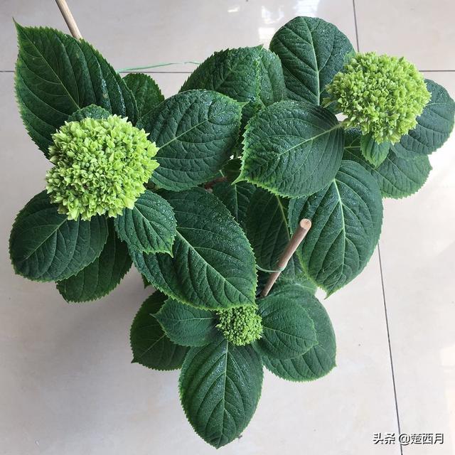 绣球狗长什么样子:绣球花养多长时间开花呀？ 绣球狗是什么品种