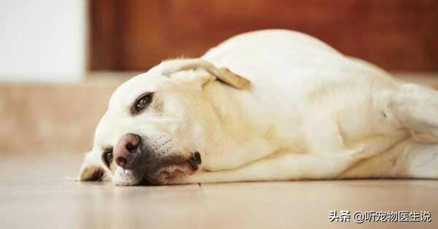 不是纯种博美犬怎么养:博美犬一般可长到多少斤重呢？