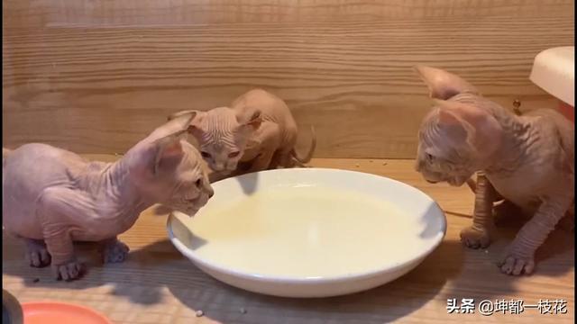 小奶猫长牙之后怎么办:刚睁眼的小奶猫如何喂养？ 小奶猫长牙了可以断奶吗