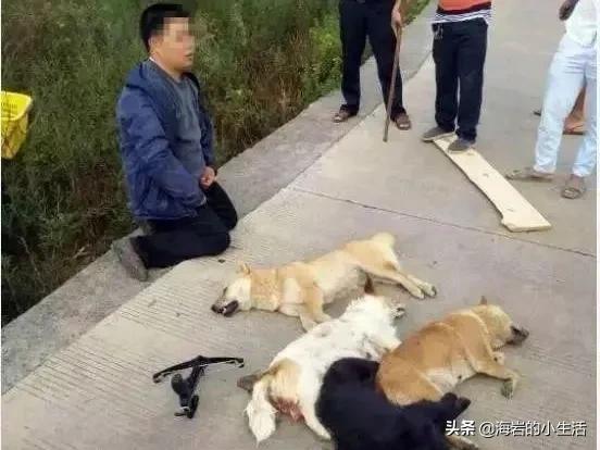 小小熊犬业:如何看待农村“偷狗人士”？