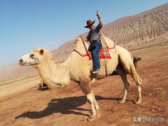 斗牛狗狗享受音乐:斗牛犬专用音乐 唱动物的歌曲有哪些？朋友们能凑个十二生肖吗？