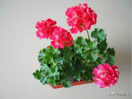 洋绣球天竺葵图片:大花天竺葵春化后，有的开花，有的不开，什么原因？