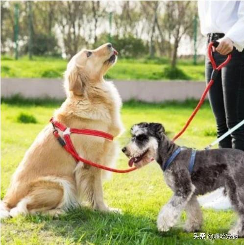 宠物项圈 大型犬:狗肉馆的狗笼里戴着项圈的金毛、拉布拉多犬真的是肉狗吗？ 宠物智能项圈