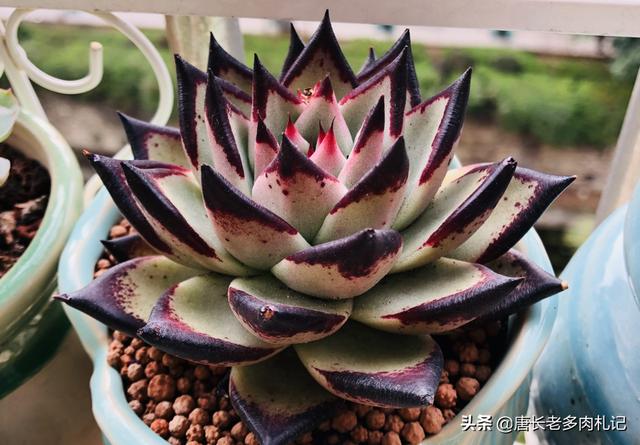 头条问答 多肉的芽长不大怎么办 14个回答