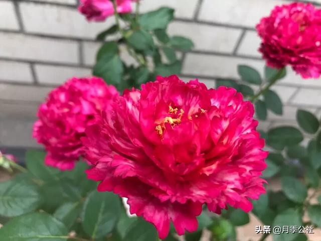 优秀月季花品种介绍百度网:突然发现周围好多的人种花，特别是月季花。能不能推荐好的品种？