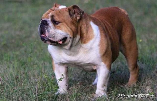 沉默的斗牛犬:据说美国有一款神秘的“沉默鹰”武装直升机，它是怎么回事？